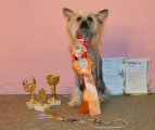 Regional Dog Show CAC – hairless male Izabel Crystals Adrian Champion