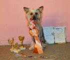 Национальная выставка собак CAC – голый кобель Izabel Crystals Adrian Champion