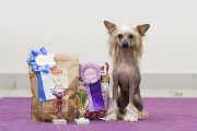 Club Dog Show Club Winner – hairless male Izabel Crystals Adrian Champion