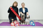 Club Dog Show Club Winner – hairless female Nilufer Molosos Gratzi
