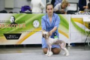 International Dog Show CACIB – hairless male Grand Passage Beethoven