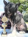 International Dog Show CACIB – hairless male Unchained Melody Princes De La Roses