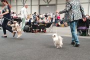 International Dog Show CACIB – powderpuff female Diao Chan´s Aimeia