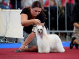 Интернациональная выставка собак CACIB – Чехия, Брно (Южноморавский край)