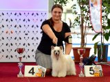International Dog Show CACIB – powderpuff female Dakota Dei Freuhartang
