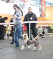 Региональная выставка собак CAC – Россия, Ногинск (МО)