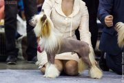 Интернациональная выставка собак CACIB – голый кобель Armagnac Crystal Ice
