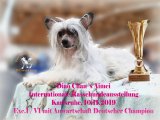 Интернациональная выставка собак CACIB – пуховая сука Diao Chan´s Aimeia