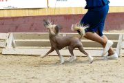 International Dog Show CACIB – hairless male Grand Passage Valegro