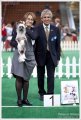 Club Dog Show Club Winner – hairless female Dogland Happy Olympic Star