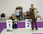 Club Dog Show Candidat in Club Winner – powderpuff female Sofiris Show Massandra