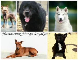 Margo RoyalStar
