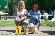 Club Dog Show Candidat in Club Winner – Russia, Kostroma (Kostroma)