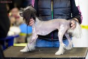 Club Dog Show Candidat in Club Winner – hairless female Puriel' Dzhey Si