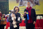Club Dog Show Candidat in Club Winner – hairless female Dogland Happy Hilton May