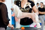 Club Dog Show Club Champion – hairless male Favourite Of My Heart