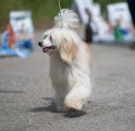 Региональная выставка собак CAC – пуховая сука Ursula Felitsiya iz strany Tsvetov
