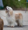 Региональная выставка собак CAC – пуховая сука Ursula Felitsiya iz strany Tsvetov