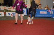 International Dog Show CACIB – hairless female Little Dog Of Dream Just An Angel