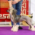International Dog Show CACIB – Russia, Smolensk (Smolensk)