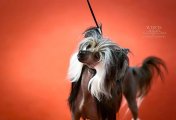 International Dog Show CACIB – hairless female Melayora Molosos Gratzi
