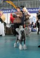 Региональная выставка собак CAC – голый кобель Apriori Vip Never Say Never Soltanto