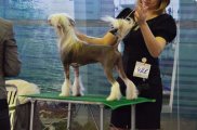 Интернациональная выставка собак CACIB – голый кобель Elance Louange Zhylik