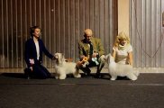 International Dog Show CACIB – powderpuff male Invisible Charm Gattaca