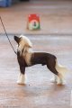 Интернациональная выставка собак CACIB – голый кобель Apriori Vip Never Say Never Soltanto