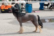 Club Dog Show Candidat in Club Winner – hairless male Zlato Dinastii Tadeuzh