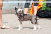 Club Dog Show Candidat in Club Winner – hairless male Landkris Aivengo Brave Heart
