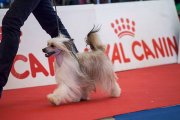 Интернациональная выставка собак CACIB – пуховая сука Aranja Goddess Of Midsummer