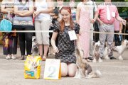 Club Dog Show Club Winner – hairless female Vivalen Chuvstvo Prekrasnogo