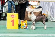 Club Dog Show Candidat in Club Winner – hairless female Zlato Dinastii Origami
