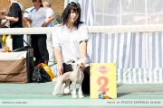 Club Dog Show Candidat in Club Winner – hairless female Status Imperial Only You