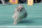 Club Dog Show Candidat in Club Winner – powderpuff male Podarok Sudby Markiz