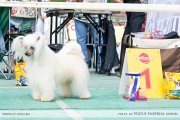Club Dog Show Candidat in Club Winner – powderpuff male Naleks Art Verden
