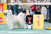 Club Dog Show Candidat in Club Winner – powderpuff male Naleks Art Verden