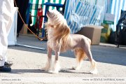 Club Dog Show Candidat in Club Winner – hairless male Lanart Campari Ksolo Club