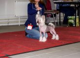 National Dog Show CAC – hairless female FutureLine Felicie No Comments