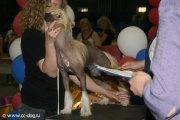 Национальная выставка собак CAC – голый кобель Jpiter iz Pokoleniya Zvezd