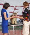 National Dog Show CAC – powderpuff male Status Imperial Gift Of Fortune