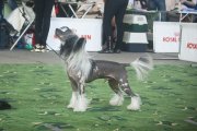 Club Dog Show Candidat in Club Winner – hairless male Status Imperial Endless Dream