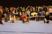 International Dog Show CACIB – Germany, Chemnitz (Saxony)