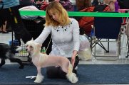 Национальная выставка собак CAC – голый кобель Elance Louange Nye Odori