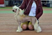 International Dog Show CACIB – hairless female Elance Louange Zhenesi