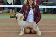 International Dog Show CACIB – hairless male Elance Louange Nye Odori