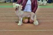 Региональная выставка собак CAC – голый кобель Elance Louange Nye Odori