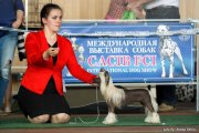 International Dog Show CACIB – hairless female Nilufer Molosos Gratzi