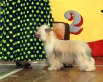 National Dog Show CAC – powderpuff female Brilliantovaya Koketka Iz Doma Tashi